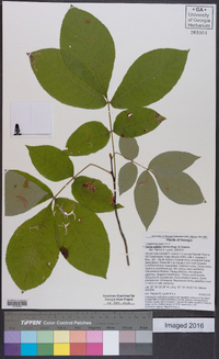 Carya pallida image