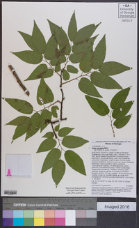 Celtis laevigata image