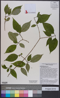 Cornus asperifolia image