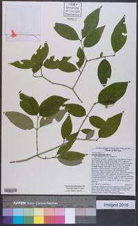 Cornus asperifolia image