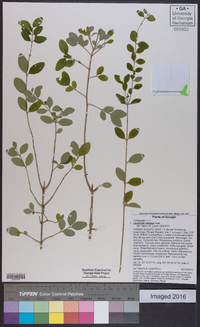 Ligustrum sinense image