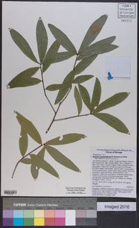 Quercus hemisphaerica image