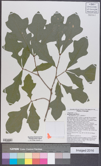 Quercus lyrata image