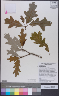 Quercus lyrata image