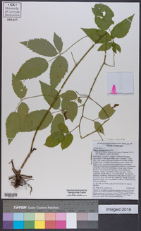 Rubus argutus image