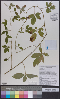 Rubus trivialis image