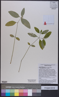 Ruellia caroliniensis image