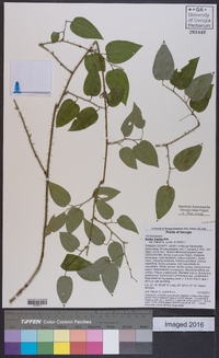 Smilax tamnoides image