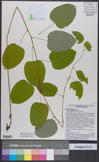 Smilax lasioneura image