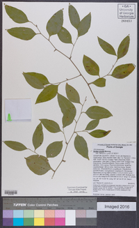 Smilax smallii image