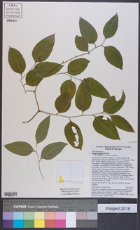 Smilax smallii image