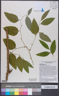 Smilax smallii image