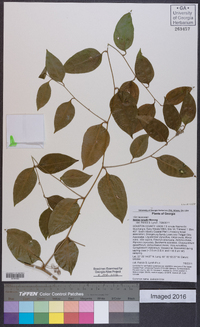 Smilax smallii image