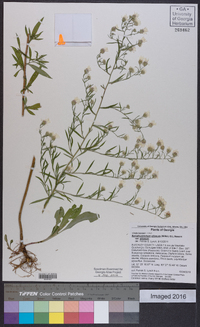 Symphyotrichum pilosum var. pilosum image