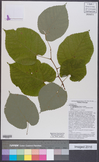 Tilia americana var. heterophylla image