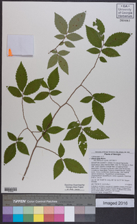 Ulmus alata image