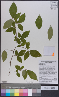 Ulmus alata image