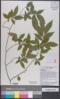 Ulmus alata image