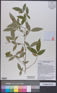 Ulmus alata image