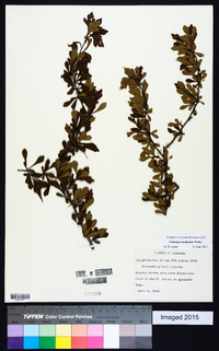 Crataegus spathulata image