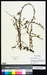 Spiraea thunbergii image