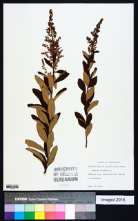 Spiraea tomentosa image