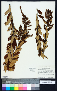 Spiraea tomentosa image