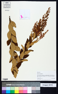 Spiraea tomentosa image