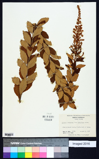 Spiraea tomentosa image