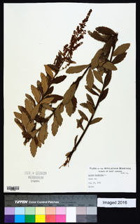 Spiraea tomentosa image