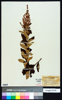 Spiraea tomentosa image