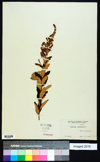 Spiraea tomentosa image