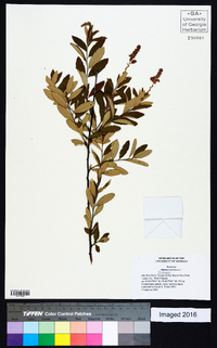 Spiraea tomentosa image