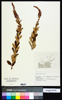 Spiraea tomentosa image