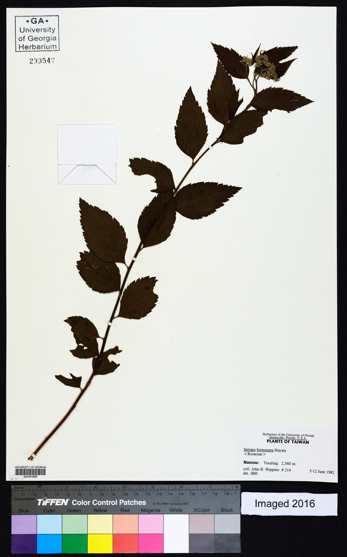 Spiraea formosana image