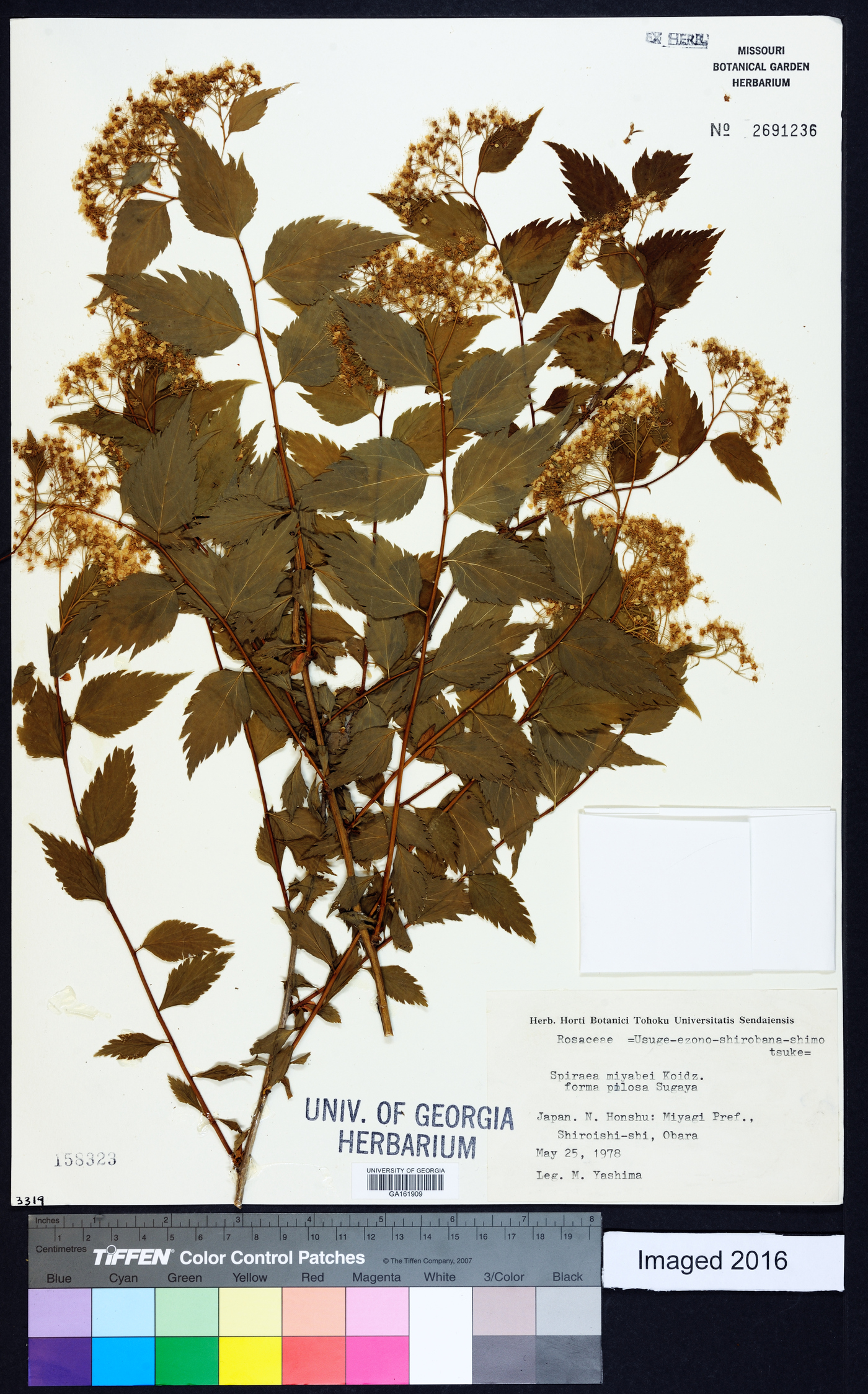 Spiraea miyabei image