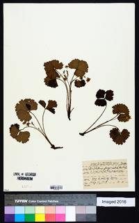 Waldsteinia fragarioides image