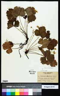 Waldsteinia fragarioides image