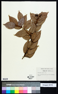 Hirtella rugosa image