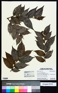 Hirtella rugosa image