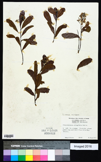 Licania michauxii image