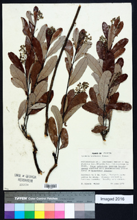 Licania michauxii image