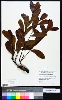 Licania michauxii image