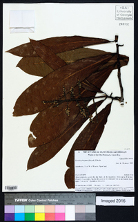 Licania platypus image