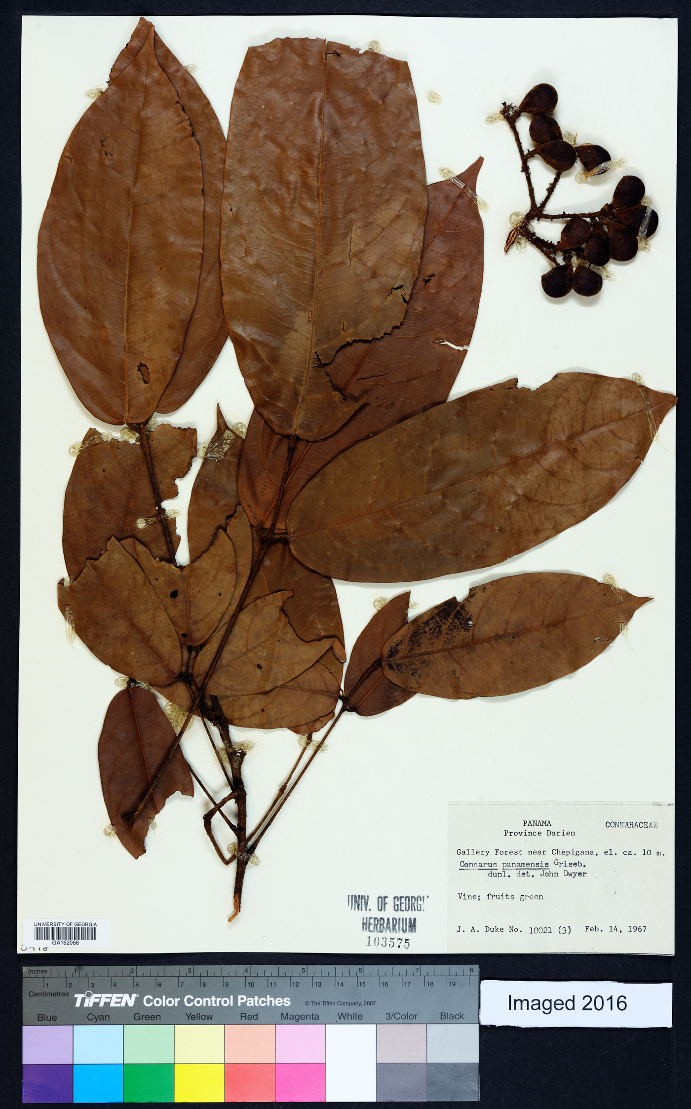 Connarus panamensis image
