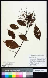 Rourea glabra image