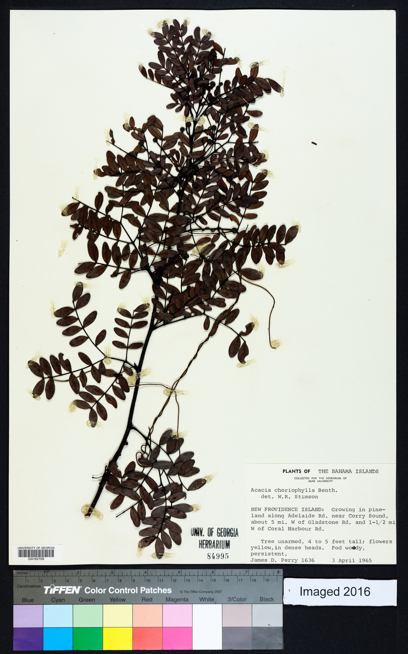 Acacia choriophylla image