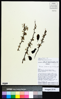 Image of Acacia furcatispina