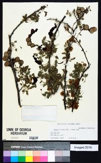 Acacia goldmanii image