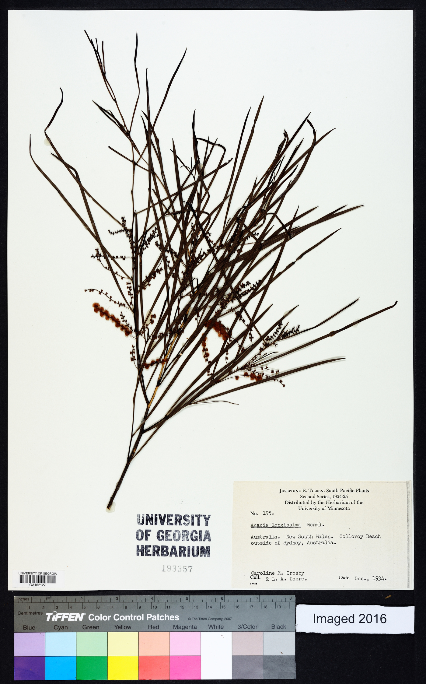 Acacia longissima image
